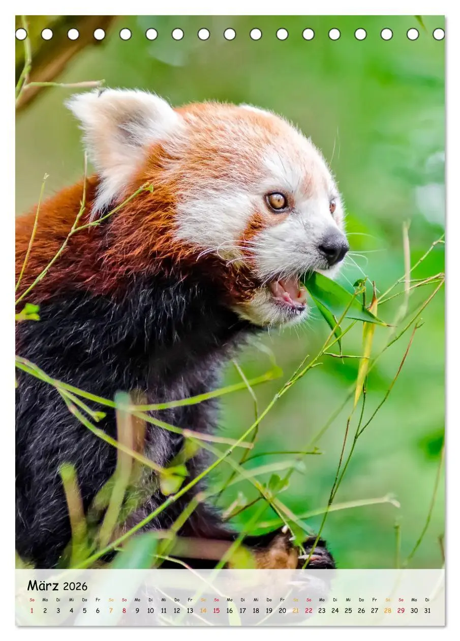 Bild: 9783516410402 | Roter Panda (Tischkalender 2026 DIN A5 hoch), CALVENDO Monatskalender