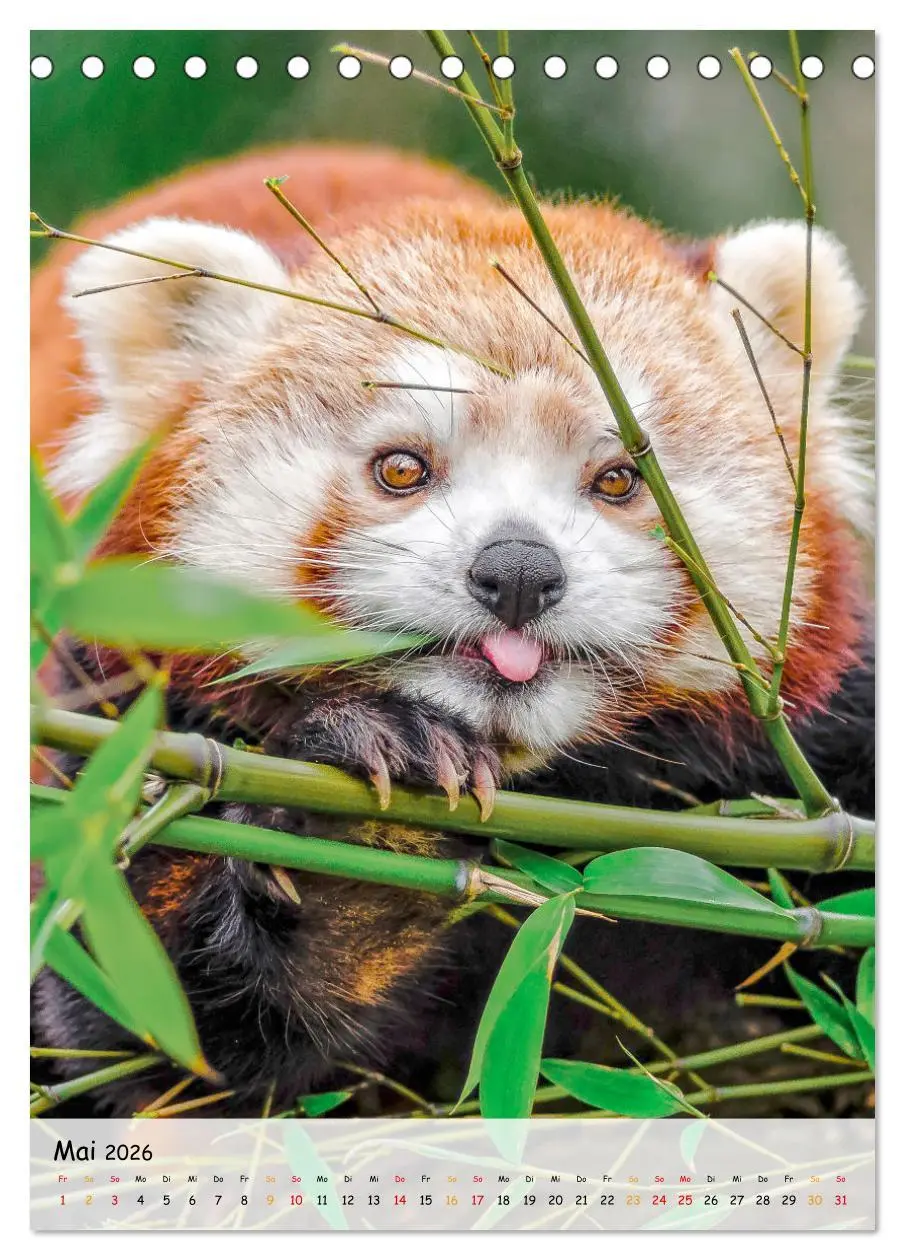 Bild: 9783516410402 | Roter Panda (Tischkalender 2026 DIN A5 hoch), CALVENDO Monatskalender