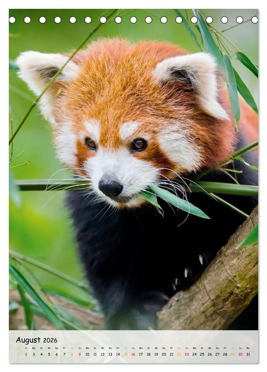 Bild: 9783516410402 | Roter Panda (Tischkalender 2026 DIN A5 hoch), CALVENDO Monatskalender
