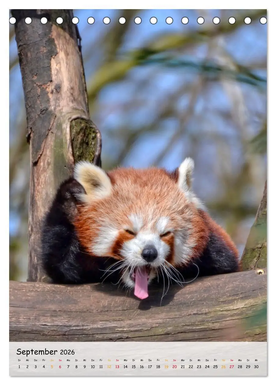 Bild: 9783516410402 | Roter Panda (Tischkalender 2026 DIN A5 hoch), CALVENDO Monatskalender