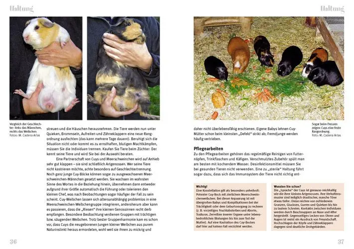 Bild: 9783866590502 | Cuys - Riesenmeerschweinchen | Art für Art | Marta Cadena Arius | Buch