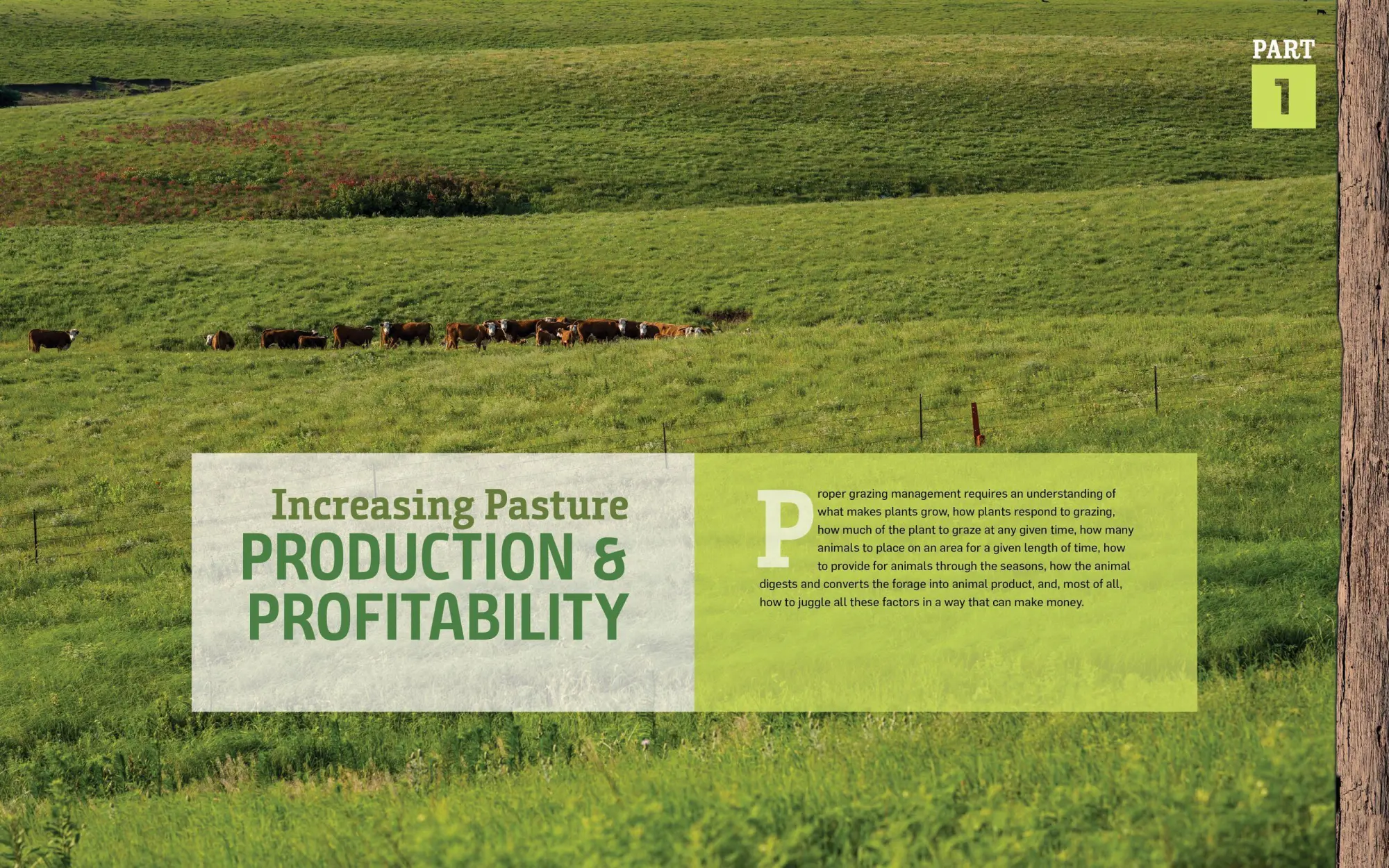 Bild: 9781635860702 | Managing Pasture | Dale Strickler | Buch | Gebunden | Englisch | 2019