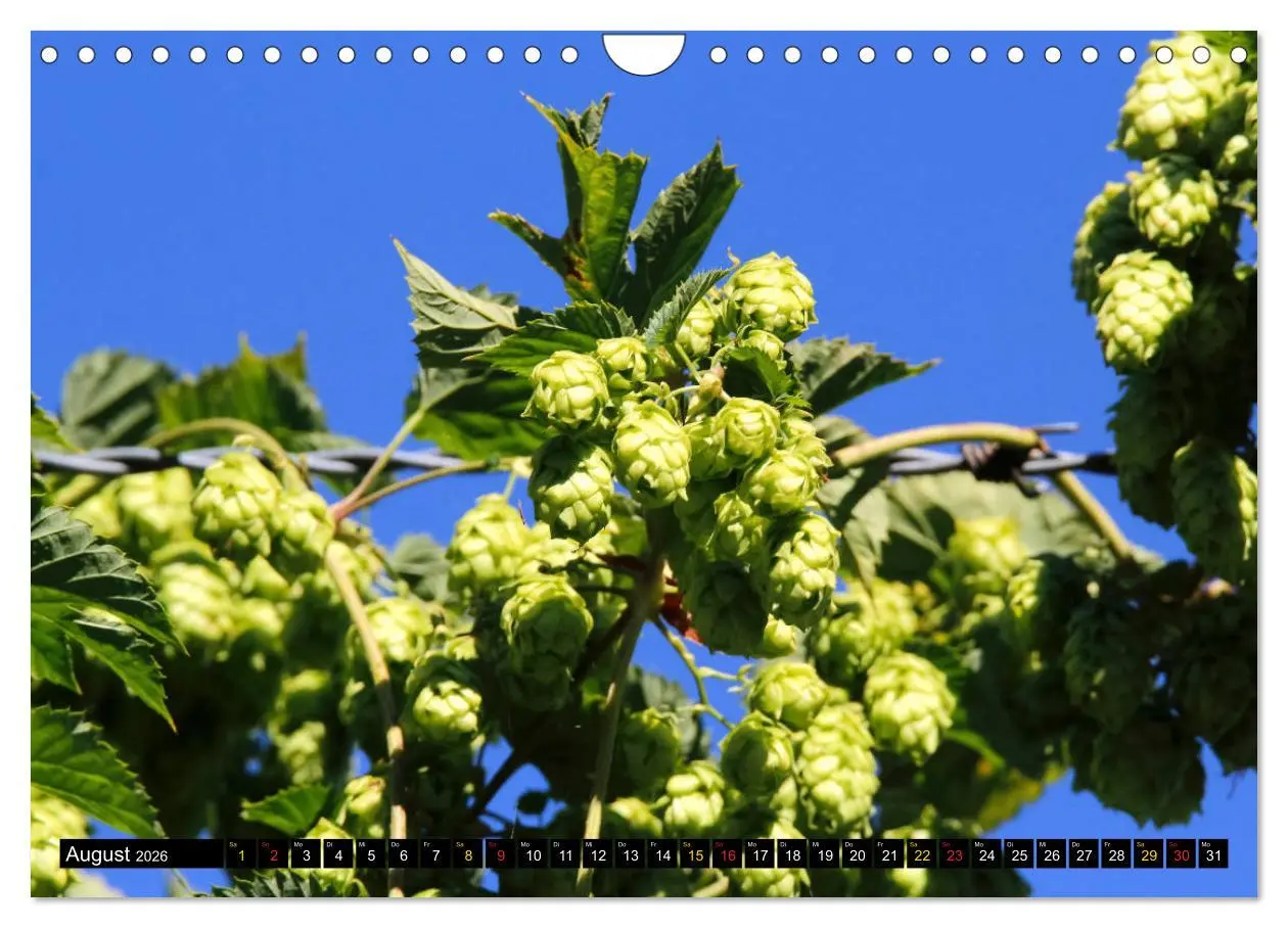 Bild: 9783457840702 | Biergenuss zu jeder Jahreszeit (Wandkalender 2026 DIN A4 quer),...