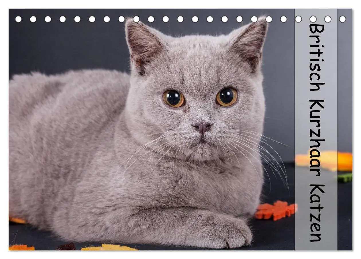 Cover: 9783516170702 | Britisch Kurzhaar Katzen (Tischkalender 2026 DIN A5 quer), CALVENDO...