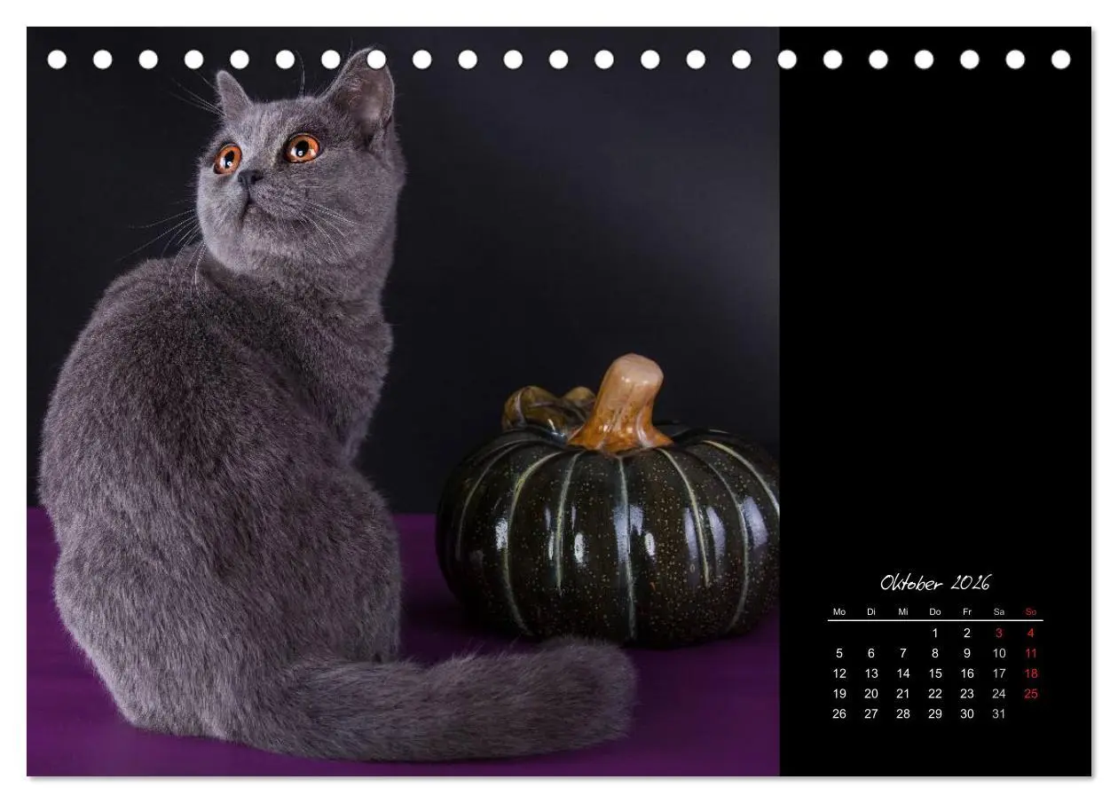 Bild: 9783516170702 | Britisch Kurzhaar Katzen (Tischkalender 2026 DIN A5 quer), CALVENDO...