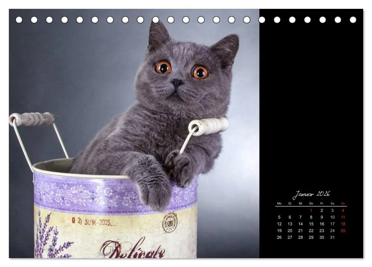 Bild: 9783516170702 | Britisch Kurzhaar Katzen (Tischkalender 2026 DIN A5 quer), CALVENDO...