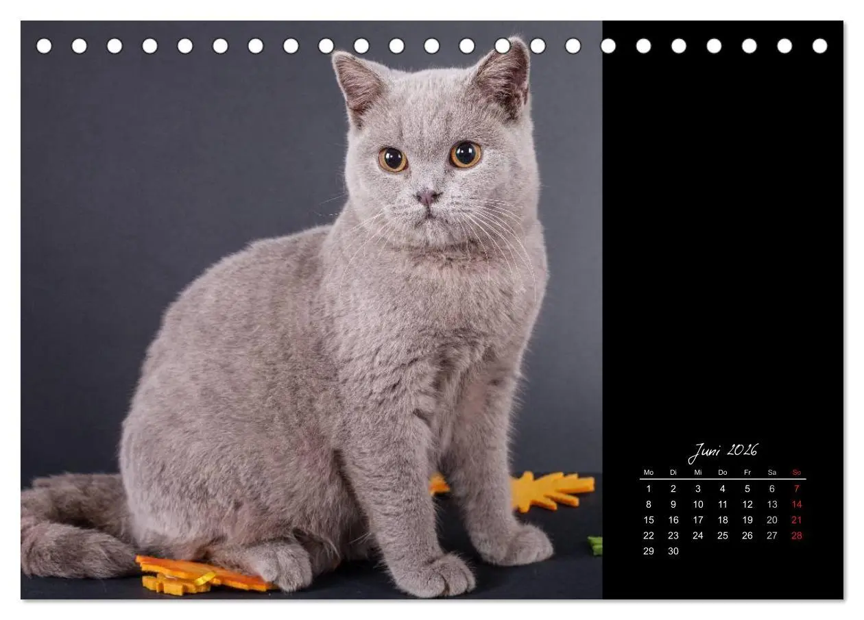 Bild: 9783516170702 | Britisch Kurzhaar Katzen (Tischkalender 2026 DIN A5 quer), CALVENDO...