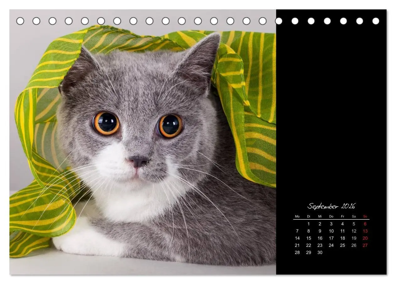 Bild: 9783516170702 | Britisch Kurzhaar Katzen (Tischkalender 2026 DIN A5 quer), CALVENDO...