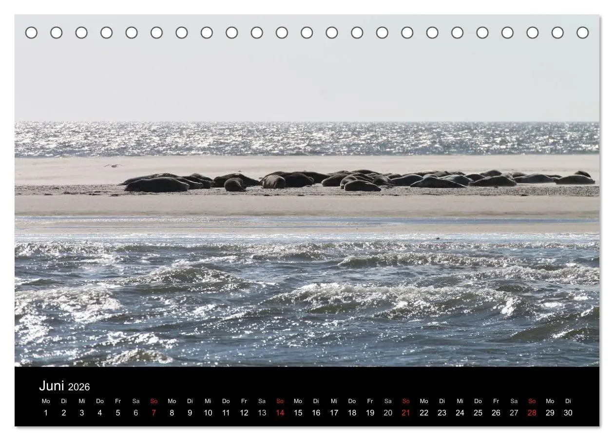 Bild: 9783516160802 | Sylt 2026 (Tischkalender 2026 DIN A5 quer), CALVENDO Monatskalender