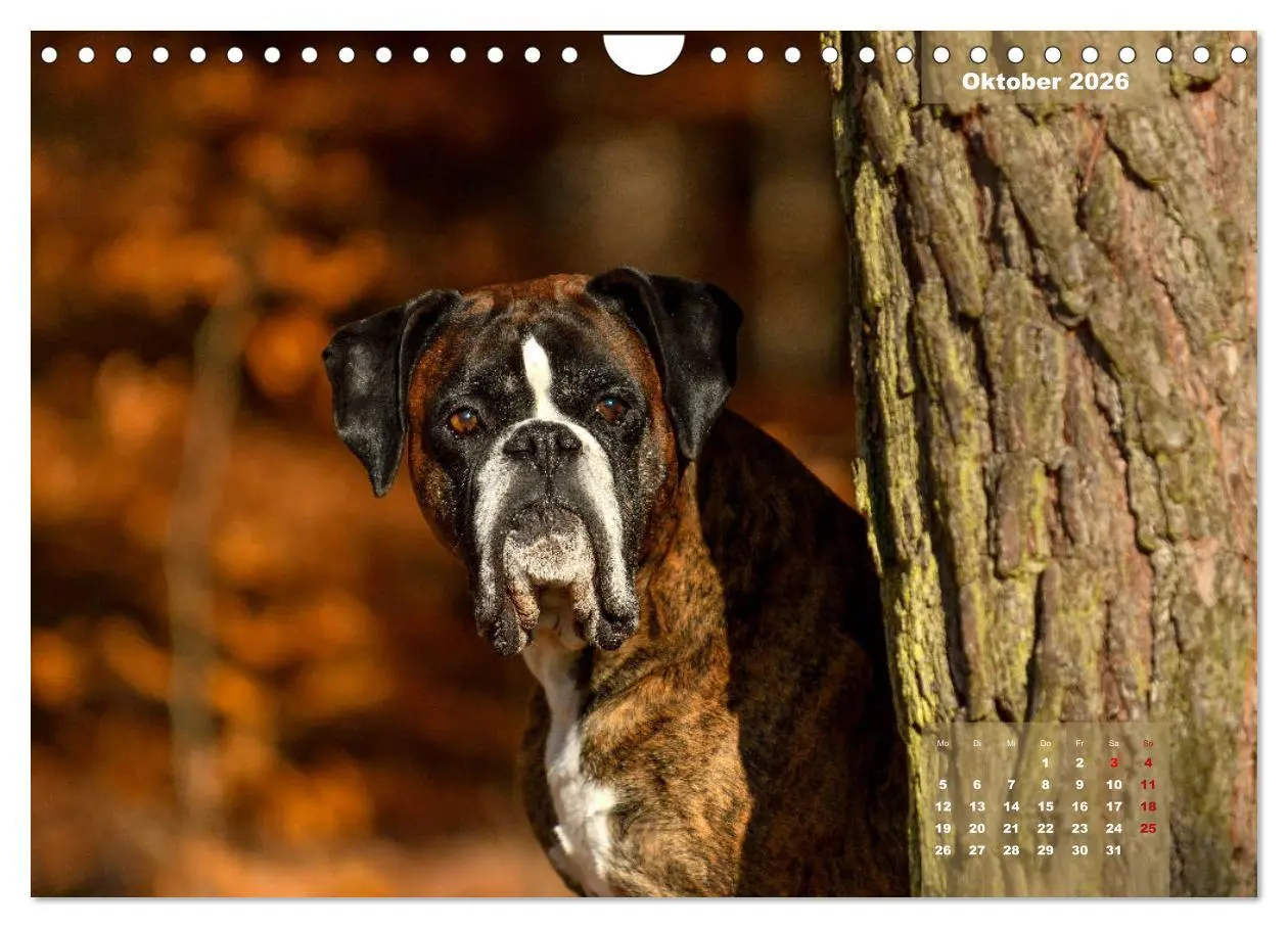 Bild: 9783457750902 | Einmal Boxer - immer Boxer (Wandkalender 2026 DIN A4 quer),...