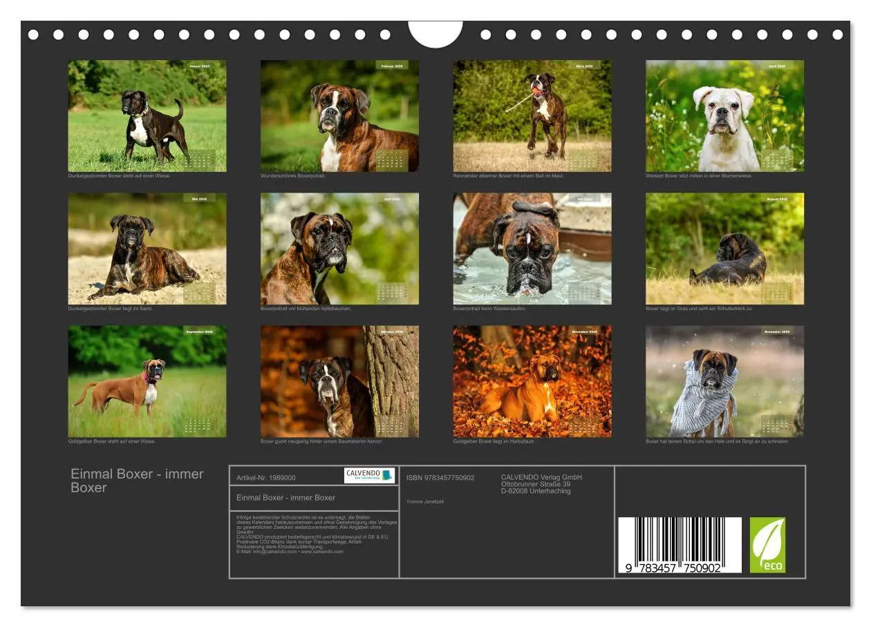 Bild: 9783457750902 | Einmal Boxer - immer Boxer (Wandkalender 2026 DIN A4 quer),...