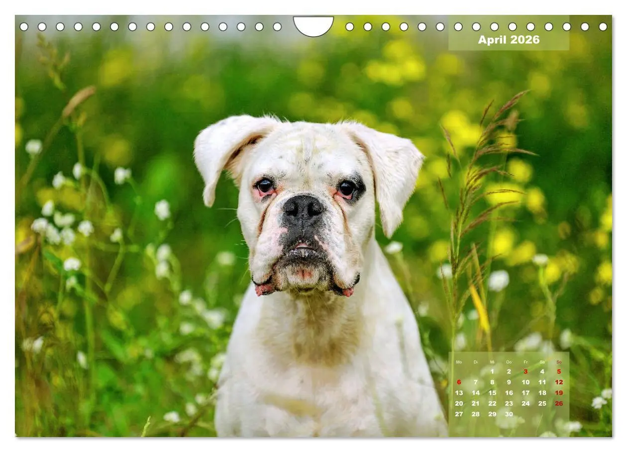 Bild: 9783457750902 | Einmal Boxer - immer Boxer (Wandkalender 2026 DIN A4 quer),...