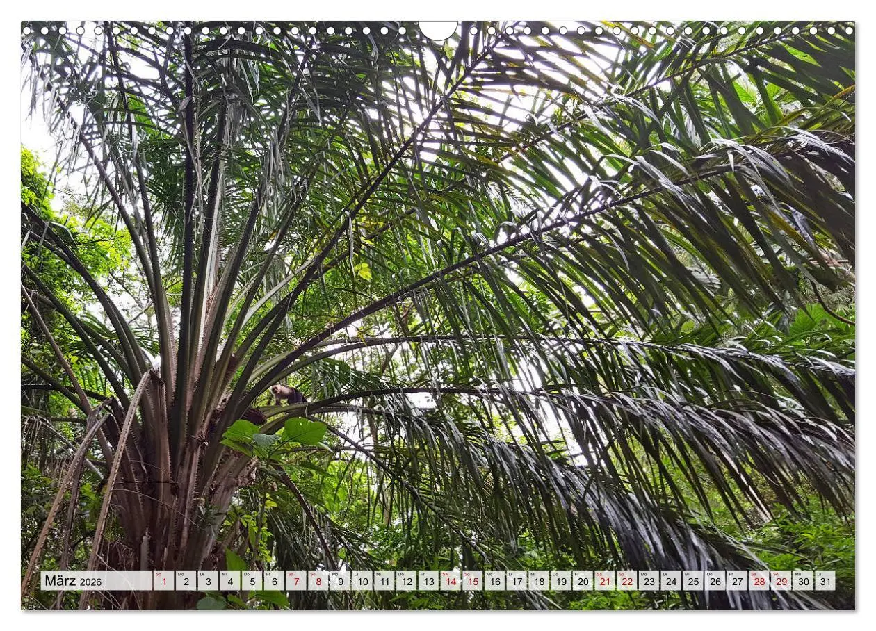 Bild: 9783457820902 | Costa Rica - Lebensfreude pur (Wandkalender 2026 DIN A3 quer),...