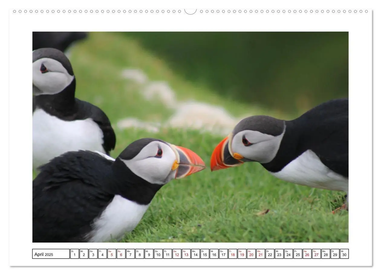 Bild: 9783435001002 | Papageientaucher 2025 - Magische Vögel des Nordmeers (hochwertiger...