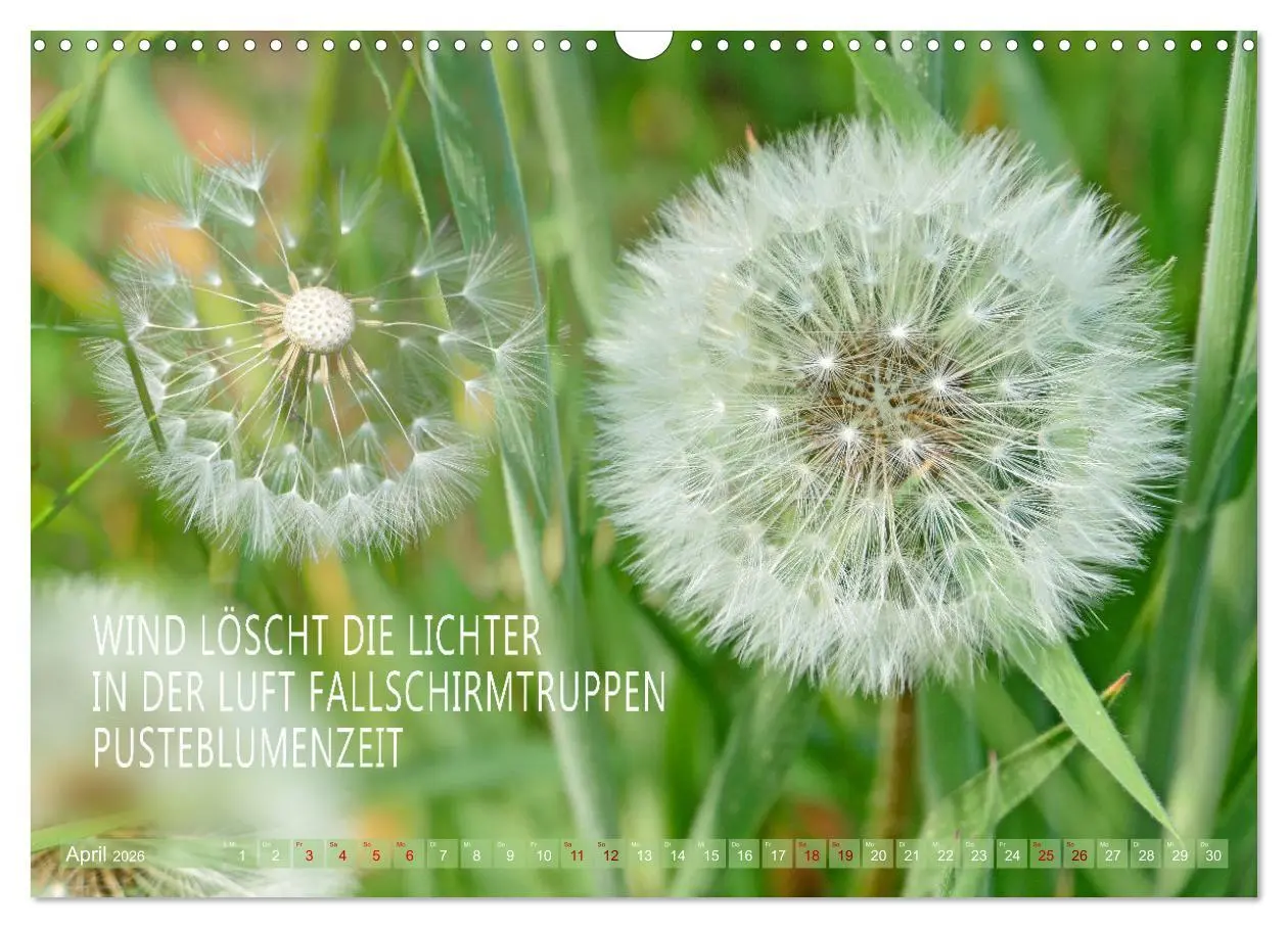 Bild: 9783457401002 | Haiku Poesie in Wort und Bild (Wandkalender 2026 DIN A3 quer),...