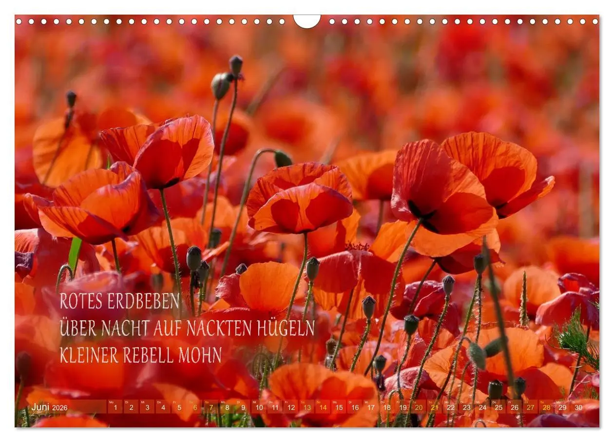 Bild: 9783457401002 | Haiku Poesie in Wort und Bild (Wandkalender 2026 DIN A3 quer),...