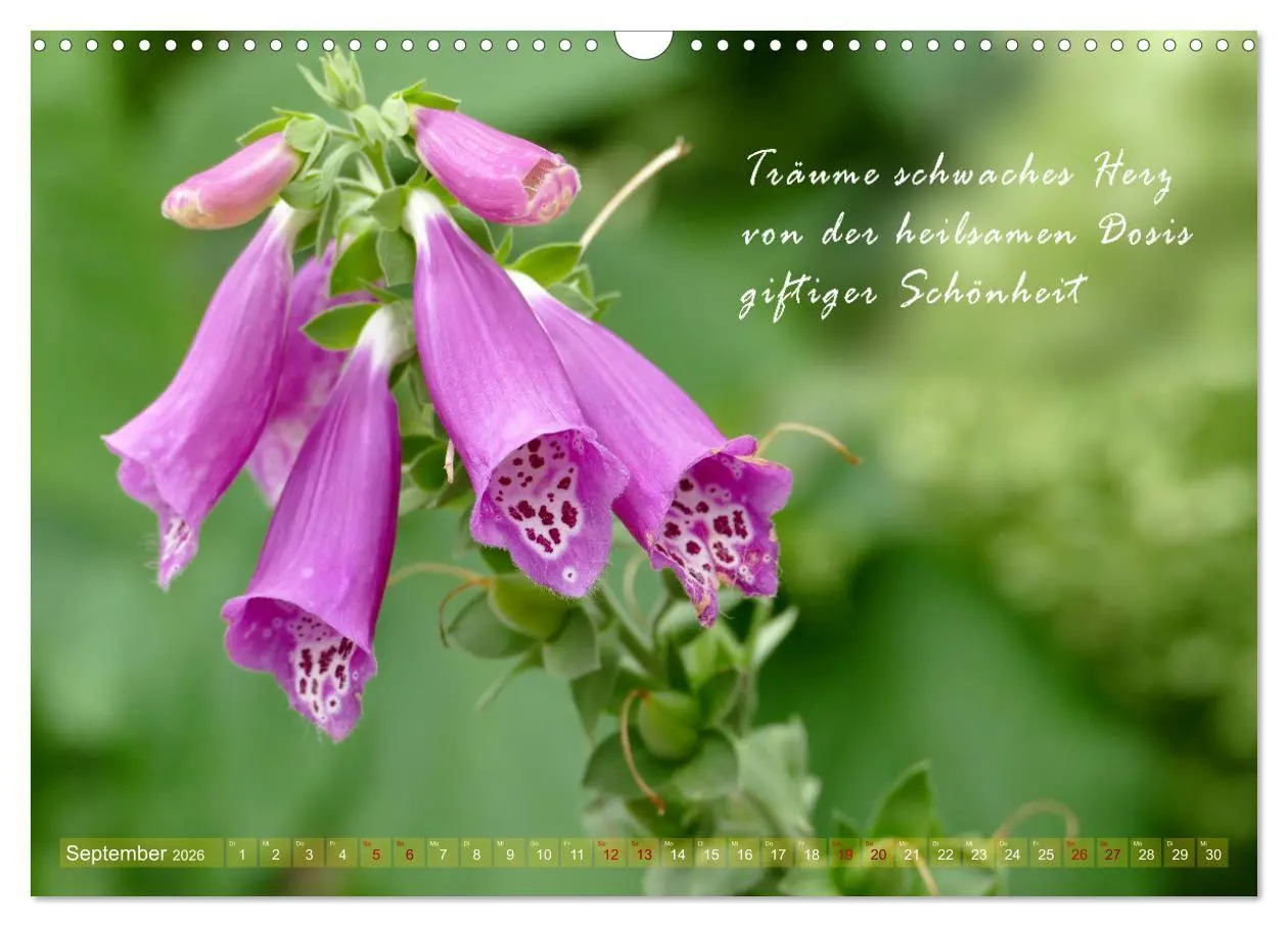 Bild: 9783457401002 | Haiku Poesie in Wort und Bild (Wandkalender 2026 DIN A3 quer),...