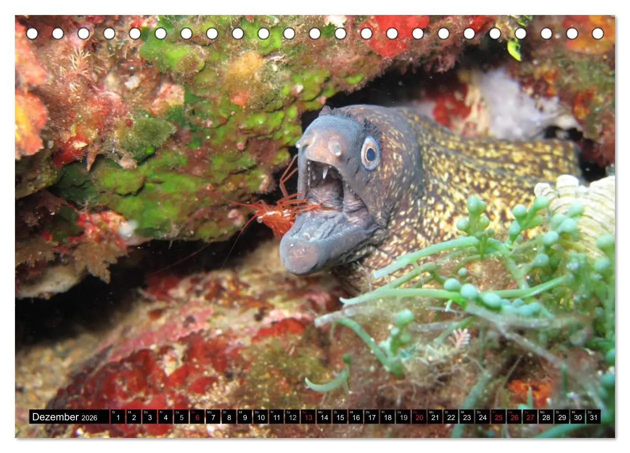 Bild: 9783516111002 | Fische und Meerestiere (Tischkalender 2026 DIN A5 quer), CALVENDO...