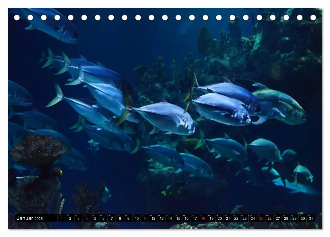 Bild: 9783516111002 | Fische und Meerestiere (Tischkalender 2026 DIN A5 quer), CALVENDO...