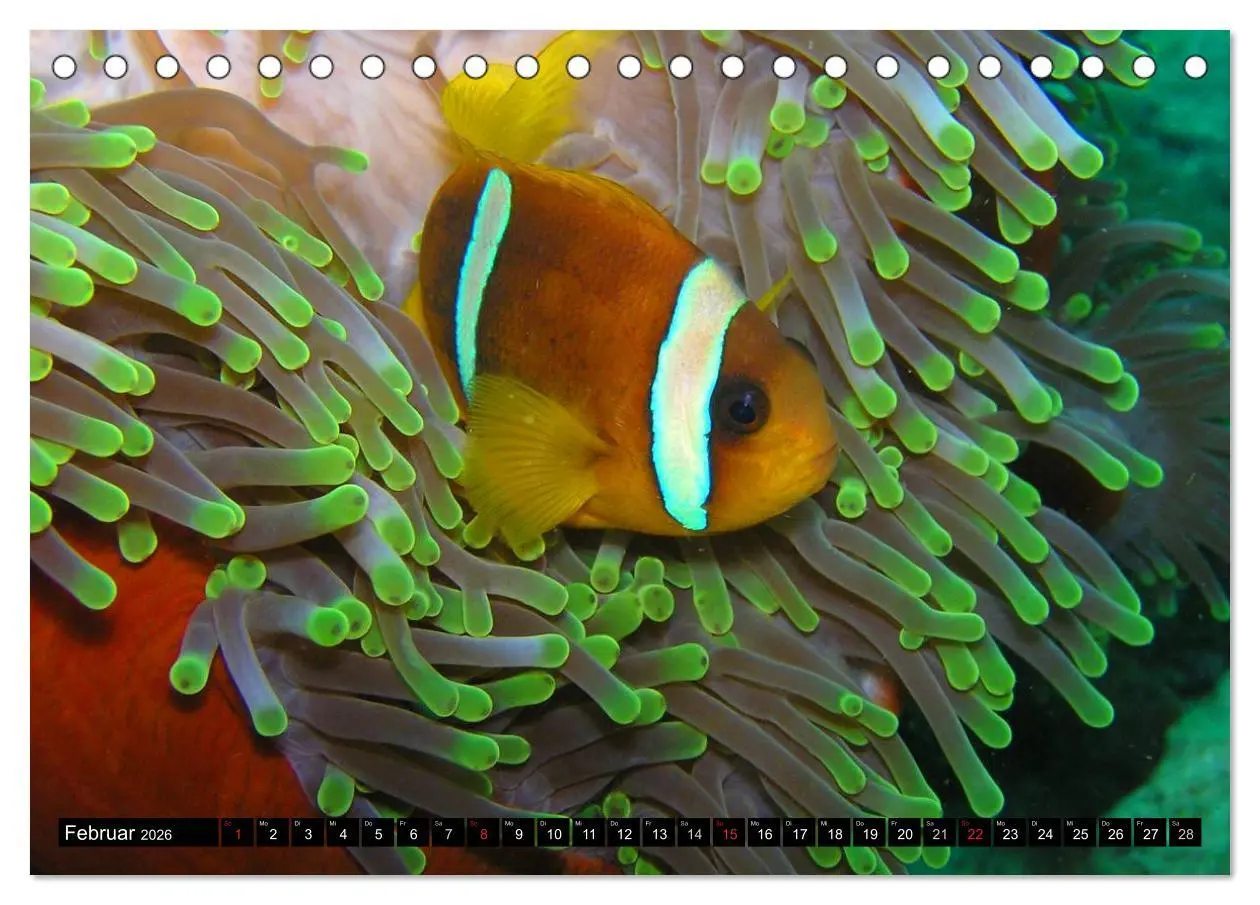Bild: 9783516111002 | Fische und Meerestiere (Tischkalender 2026 DIN A5 quer), CALVENDO...