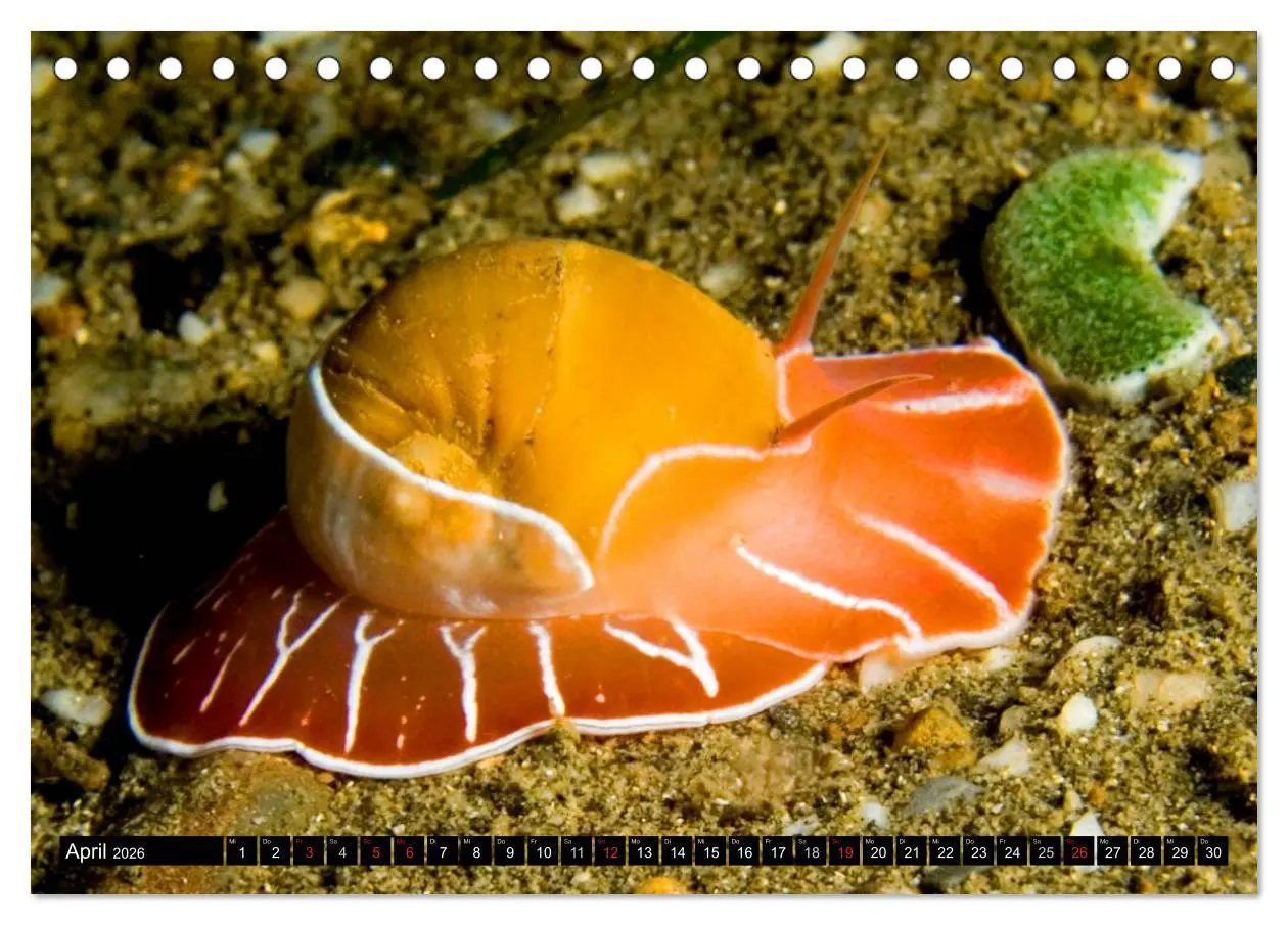 Bild: 9783516111002 | Fische und Meerestiere (Tischkalender 2026 DIN A5 quer), CALVENDO...