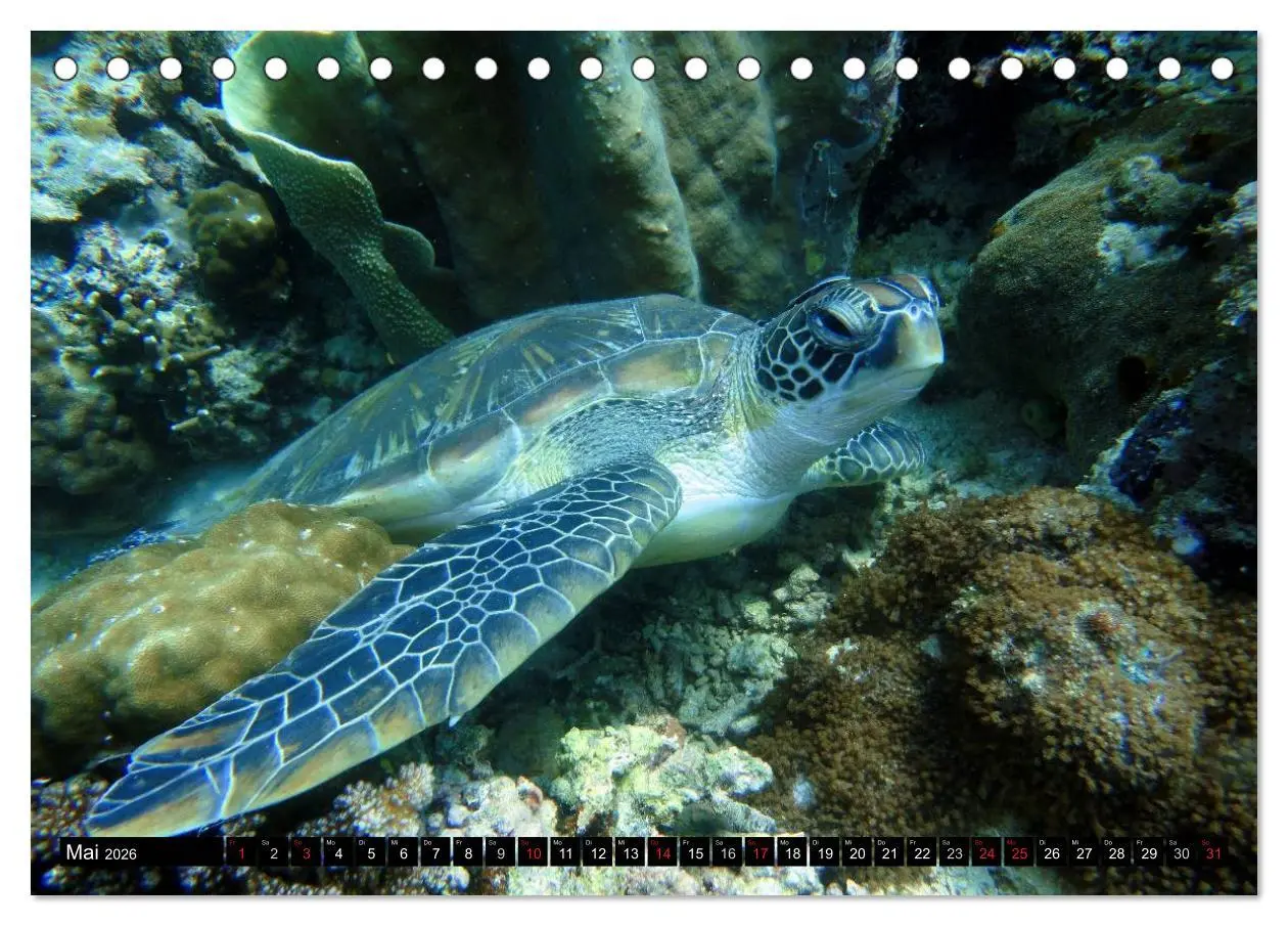 Bild: 9783516111002 | Fische und Meerestiere (Tischkalender 2026 DIN A5 quer), CALVENDO...
