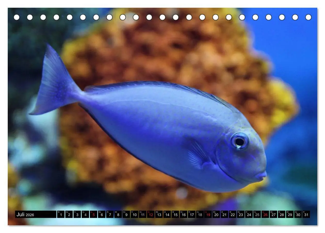 Bild: 9783516111002 | Fische und Meerestiere (Tischkalender 2026 DIN A5 quer), CALVENDO...