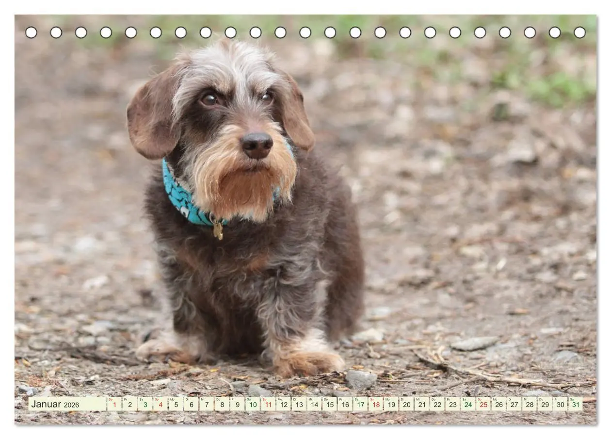 Bild: 9783516181302 | Liebenswerte Rabauken - Rauhaardackel (Tischkalender 2026 DIN A5...