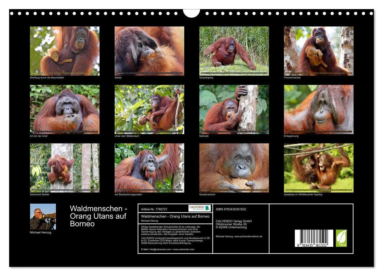 Bild: 9783435361502 | Waldmenschen - Orang Utans auf Borneo (Wandkalender 2025 DIN A3...