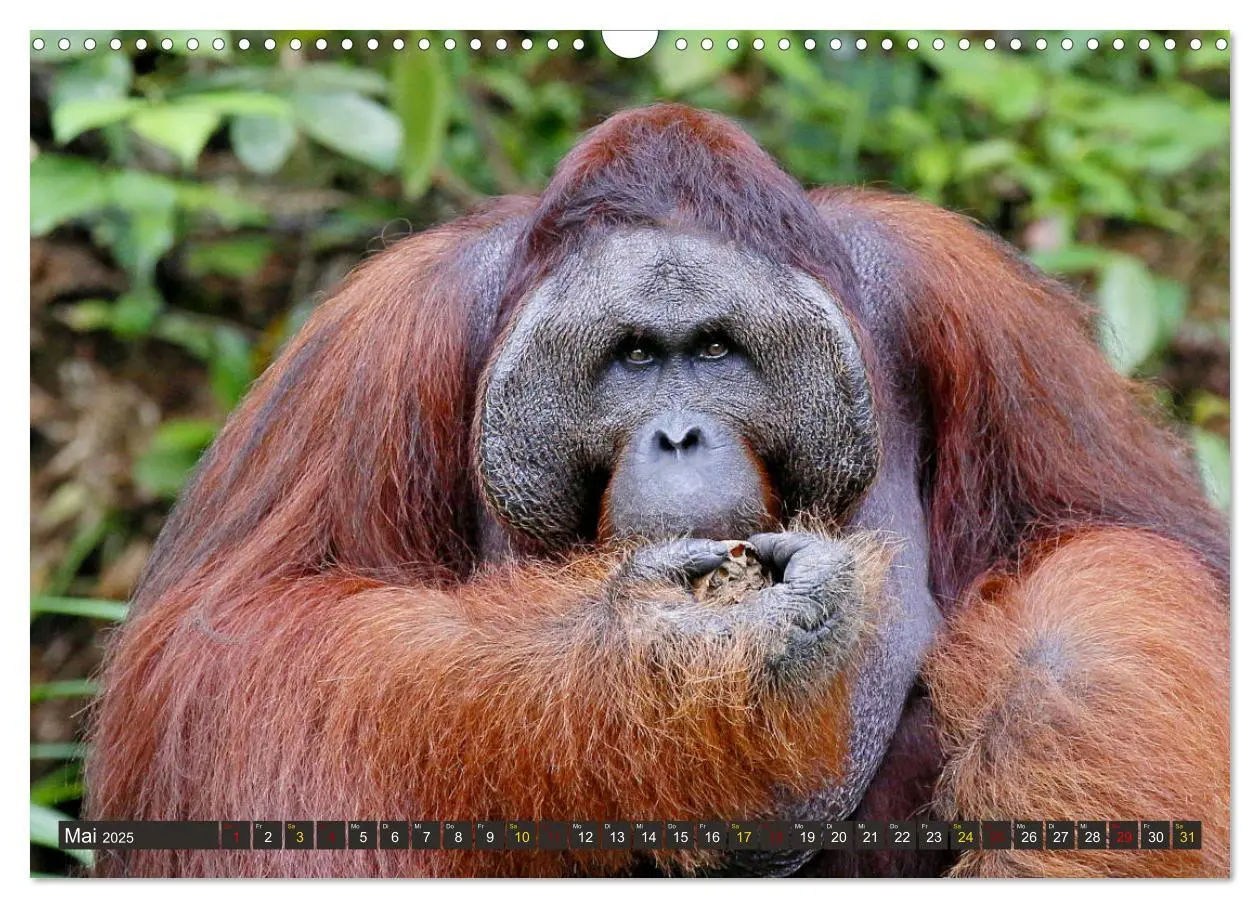 Bild: 9783435361502 | Waldmenschen - Orang Utans auf Borneo (Wandkalender 2025 DIN A3...