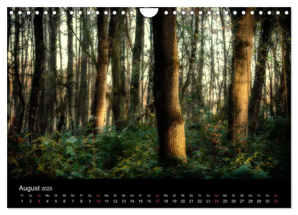 Bild: 9783435501502 | Mystische Wälder (Wandkalender 2025 DIN A4 quer), CALVENDO...