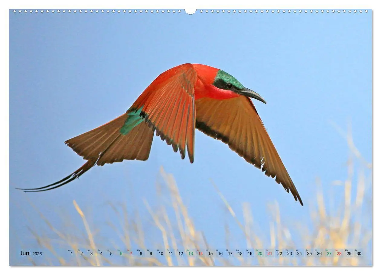 Bild: 9783516091502 | Vögel in Afrika - Magie der Farben (hochwertiger Premium...