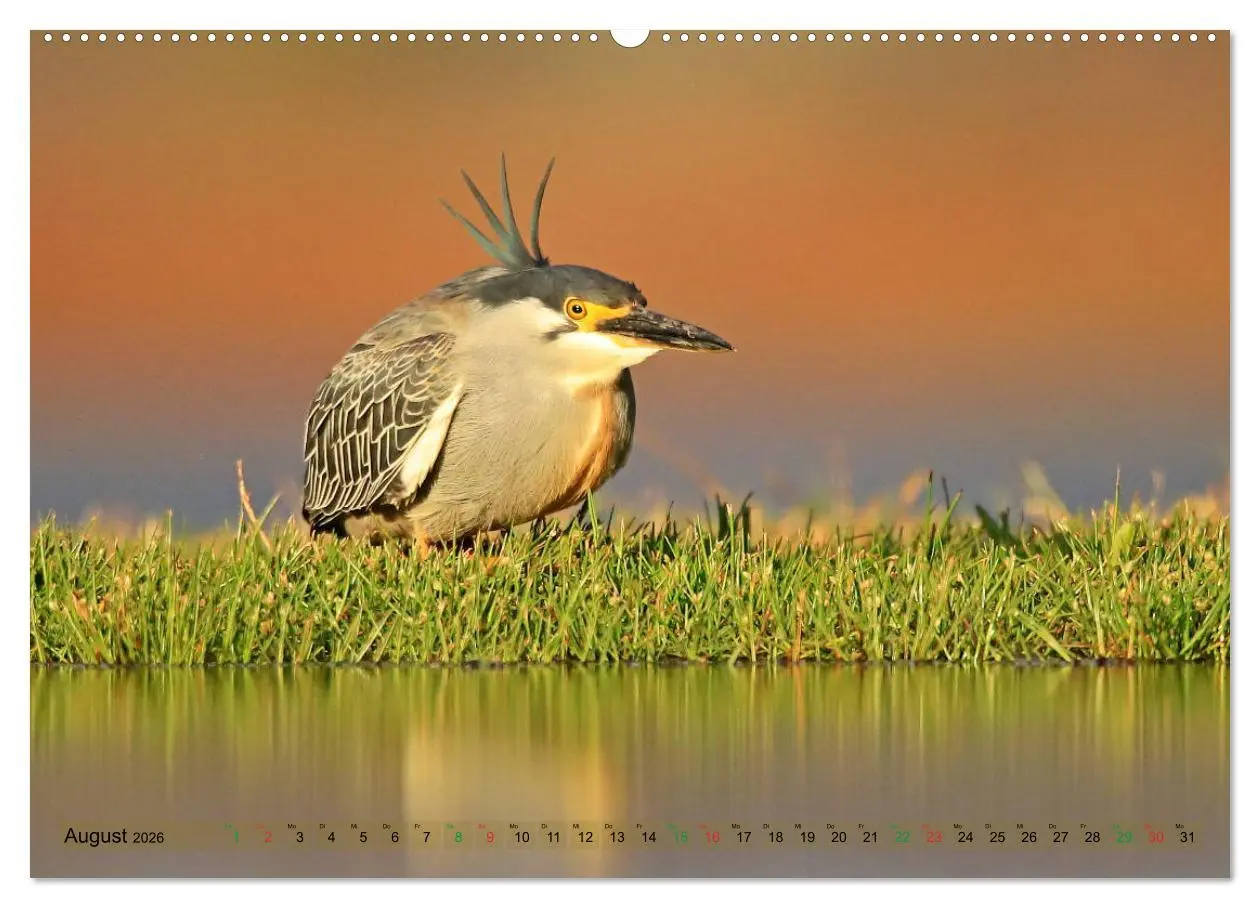 Bild: 9783516091502 | Vögel in Afrika - Magie der Farben (hochwertiger Premium...