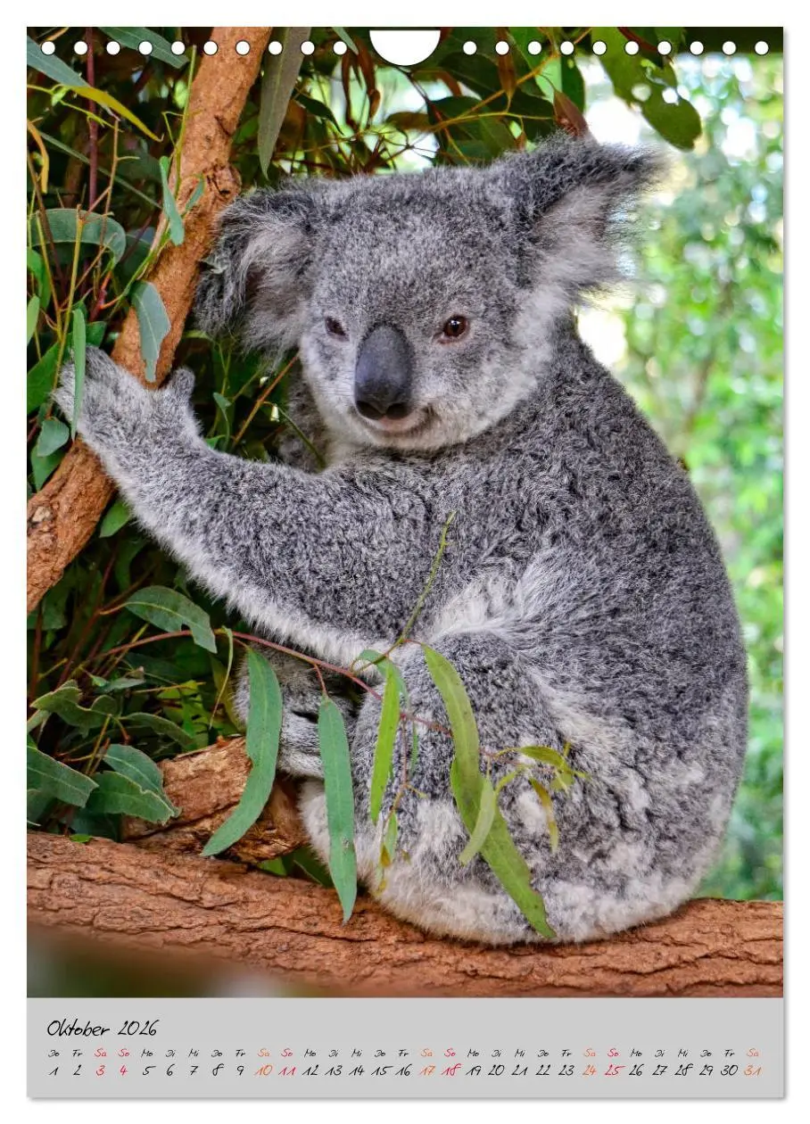 Bild: 9783516381702 | Koala, kleiner Bär (Wandkalender 2026 DIN A4 hoch), CALVENDO...