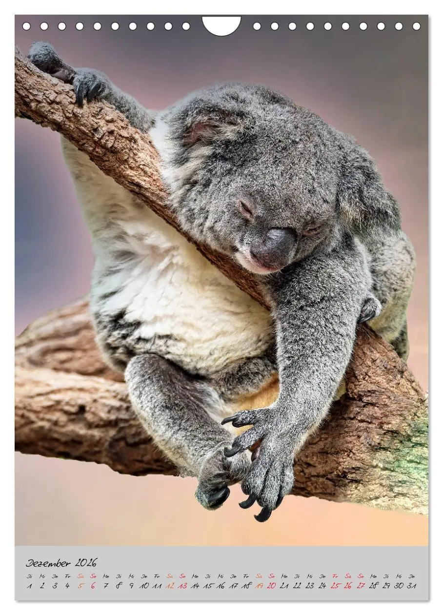 Bild: 9783516381702 | Koala, kleiner Bär (Wandkalender 2026 DIN A4 hoch), CALVENDO...