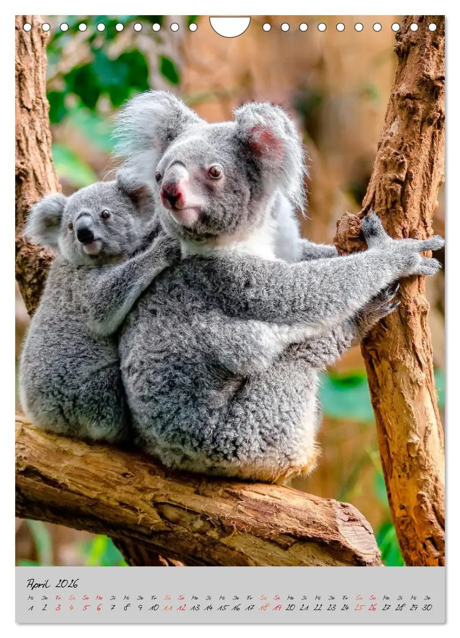 Bild: 9783516381702 | Koala, kleiner Bär (Wandkalender 2026 DIN A4 hoch), CALVENDO...