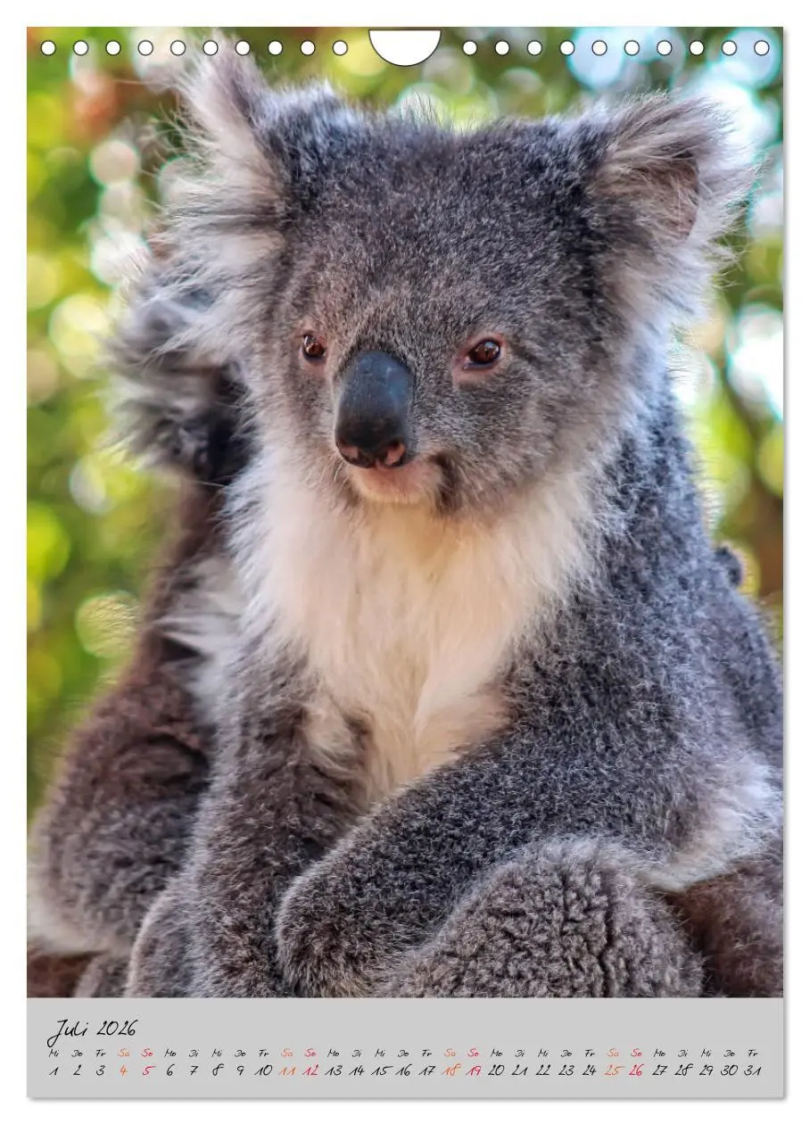 Bild: 9783516381702 | Koala, kleiner Bär (Wandkalender 2026 DIN A4 hoch), CALVENDO...