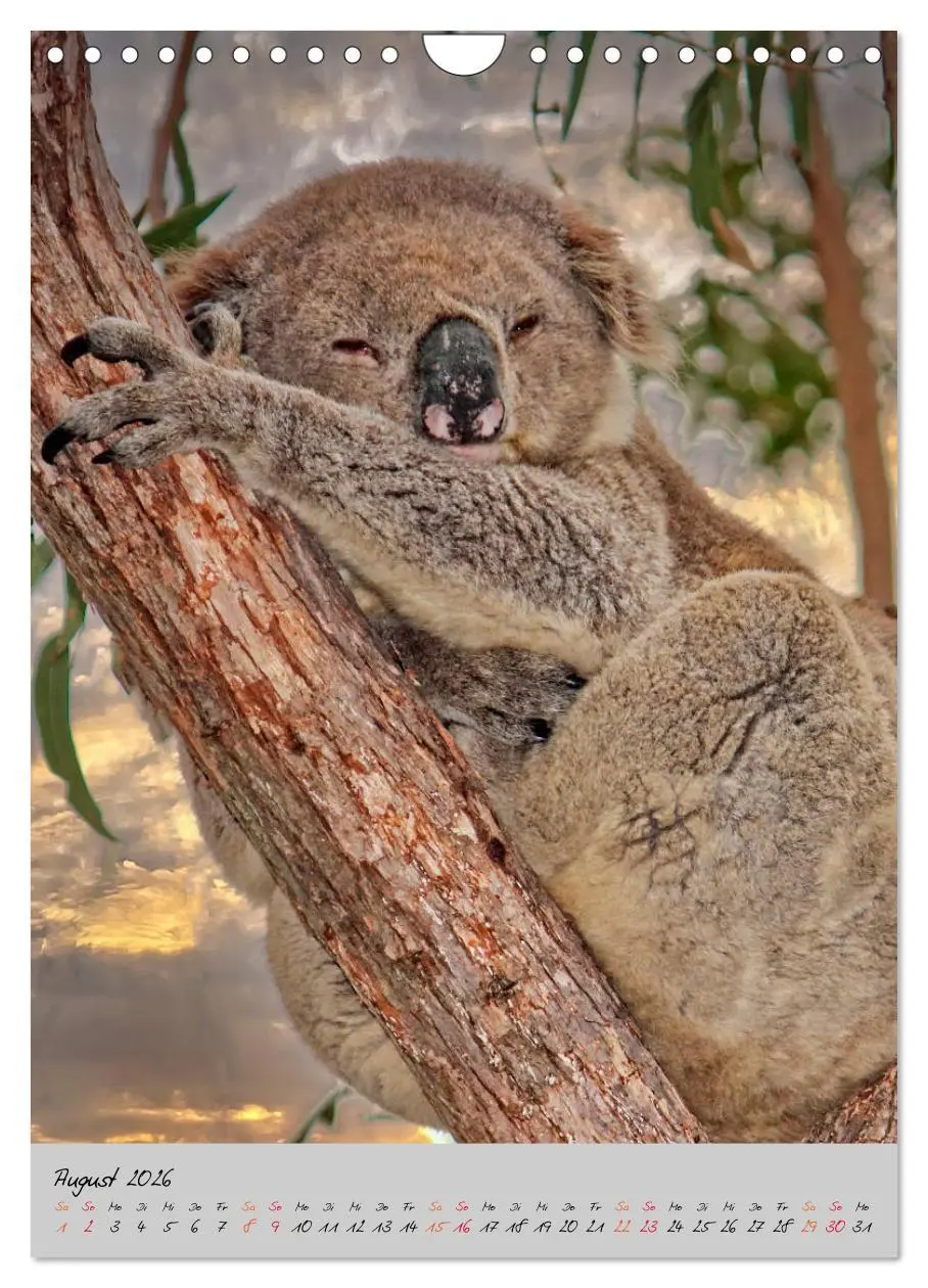 Bild: 9783516381702 | Koala, kleiner Bär (Wandkalender 2026 DIN A4 hoch), CALVENDO...