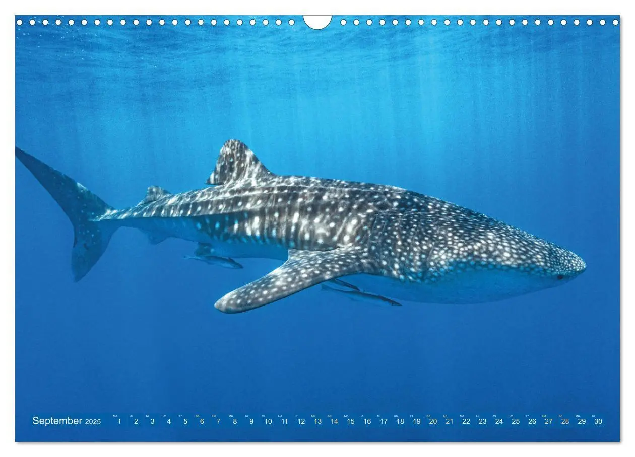 Bild: 9783383791802 | Hai: Raubtier der Meere (Wandkalender 2025 DIN A3 quer), CALVENDO...