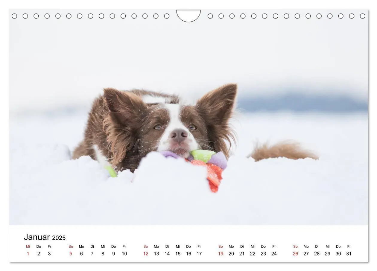 Bild: 9783435191802 | Border Collie - Bunt und clever! (Wandkalender 2025 DIN A4 quer),...