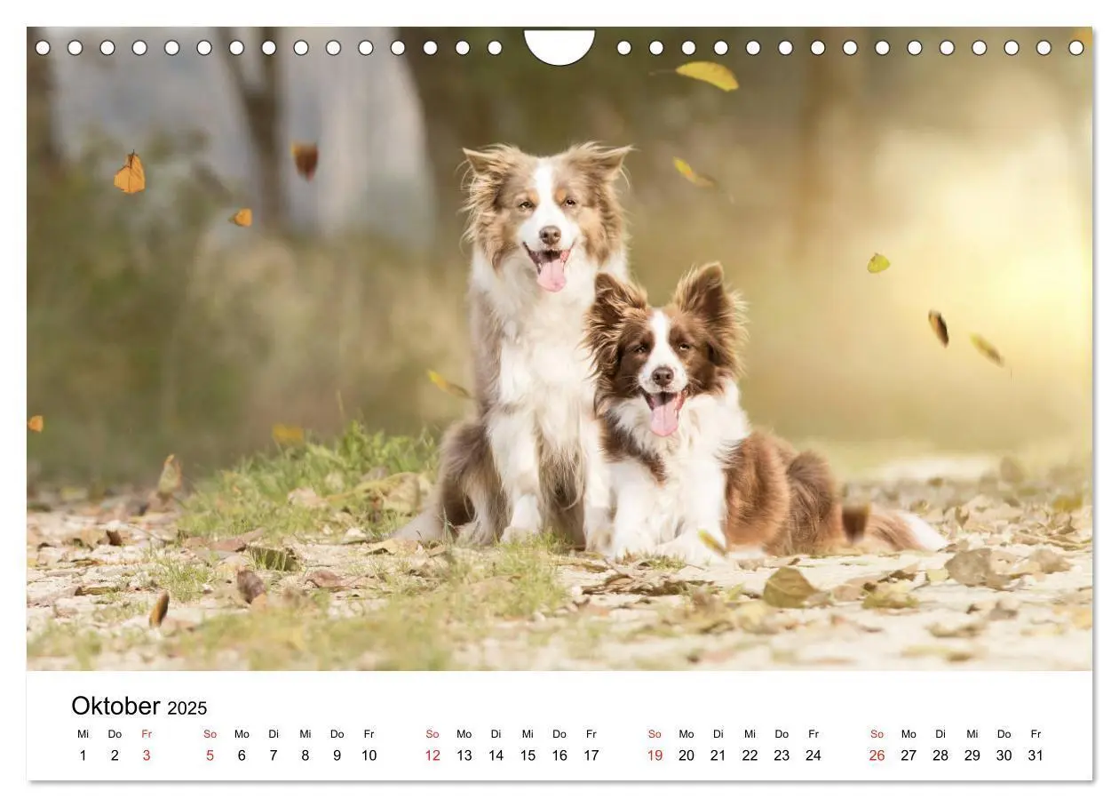Bild: 9783435191802 | Border Collie - Bunt und clever! (Wandkalender 2025 DIN A4 quer),...
