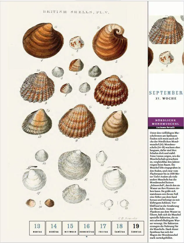 Bild: 9783799521802 | Thorbeckes Küste-und-Meer-Kalender 2027 | Kalender | 56 S. | Deutsch