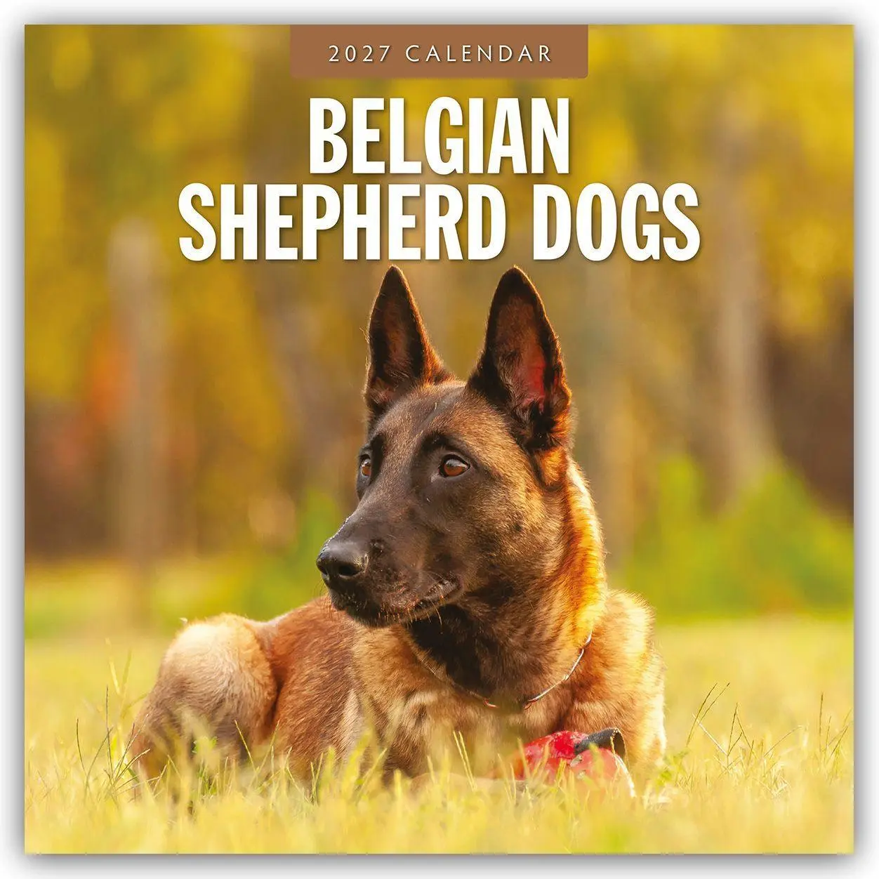 Cover: 9781837011902 | Belgian Shepherd - Belgischer Schäferhund 2027 - 16-Monatskalender