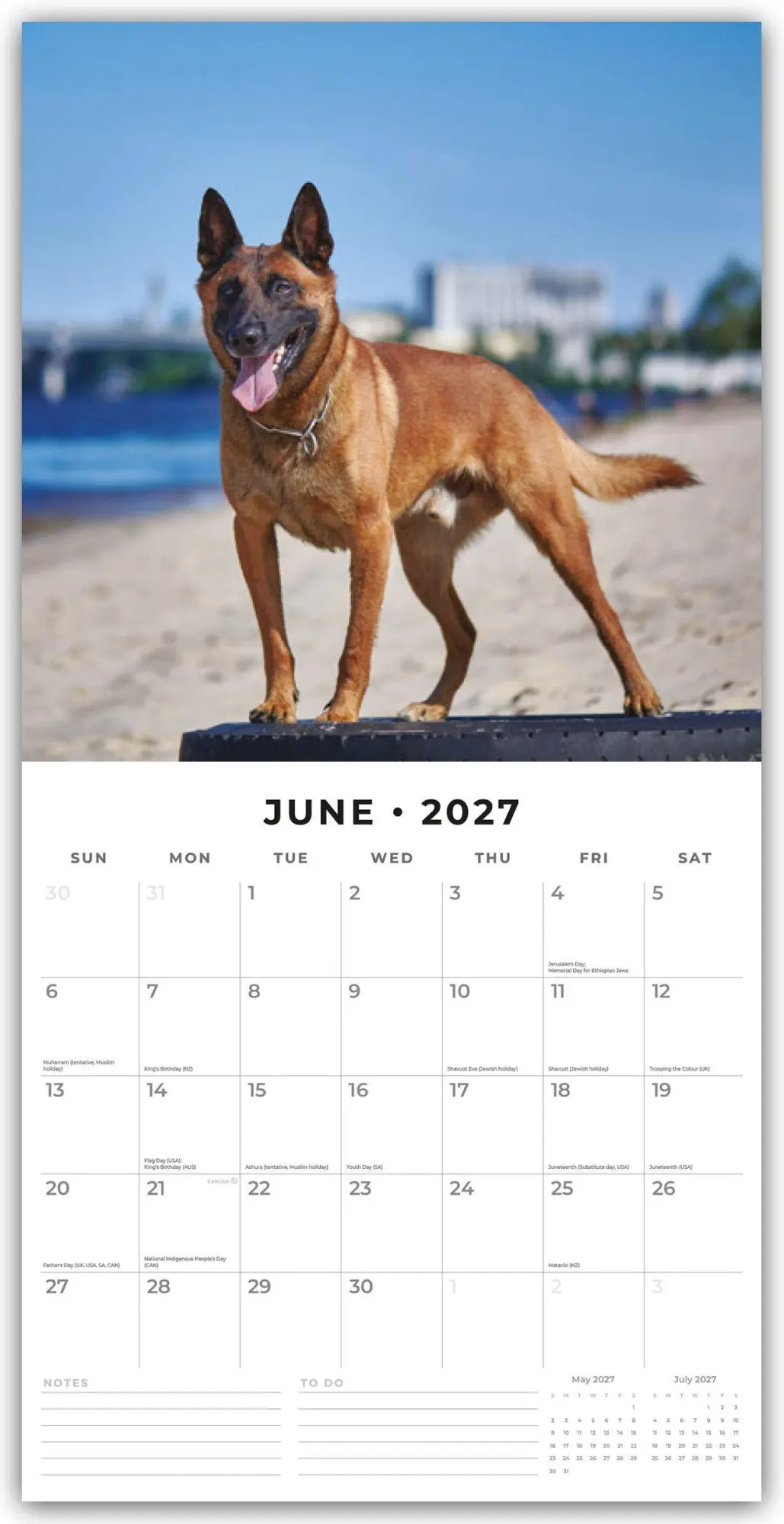 Bild: 9781837011902 | Belgian Shepherd - Belgischer Schäferhund 2027 - 16-Monatskalender