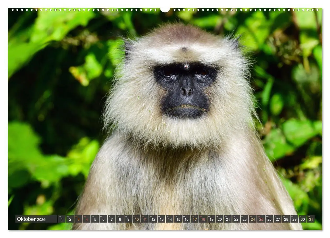 Bild: 9783457411902 | Tiere Indiens close up (Wandkalender 2026 DIN A2 quer), CALVENDO...