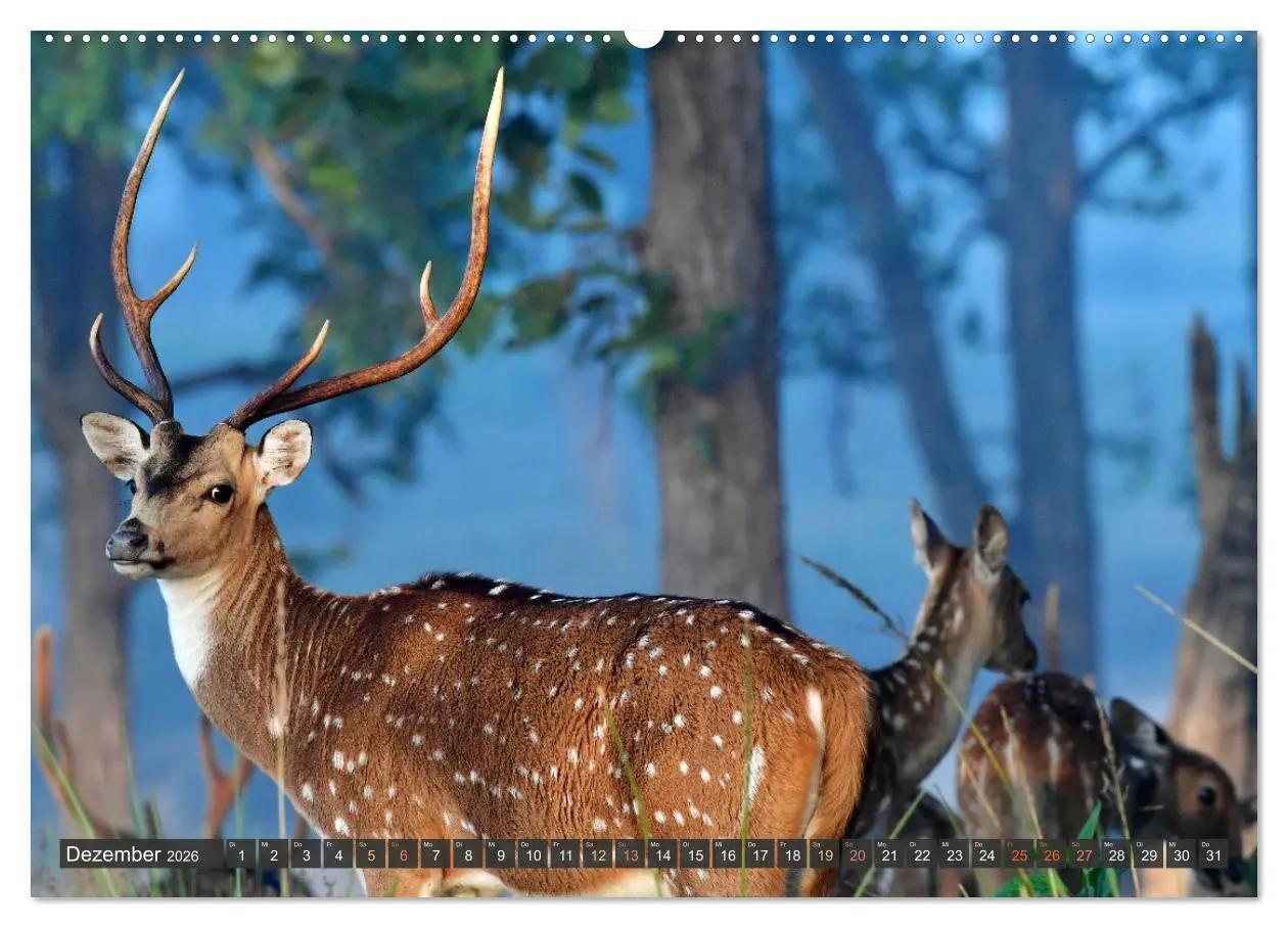 Bild: 9783457411902 | Tiere Indiens close up (Wandkalender 2026 DIN A2 quer), CALVENDO...