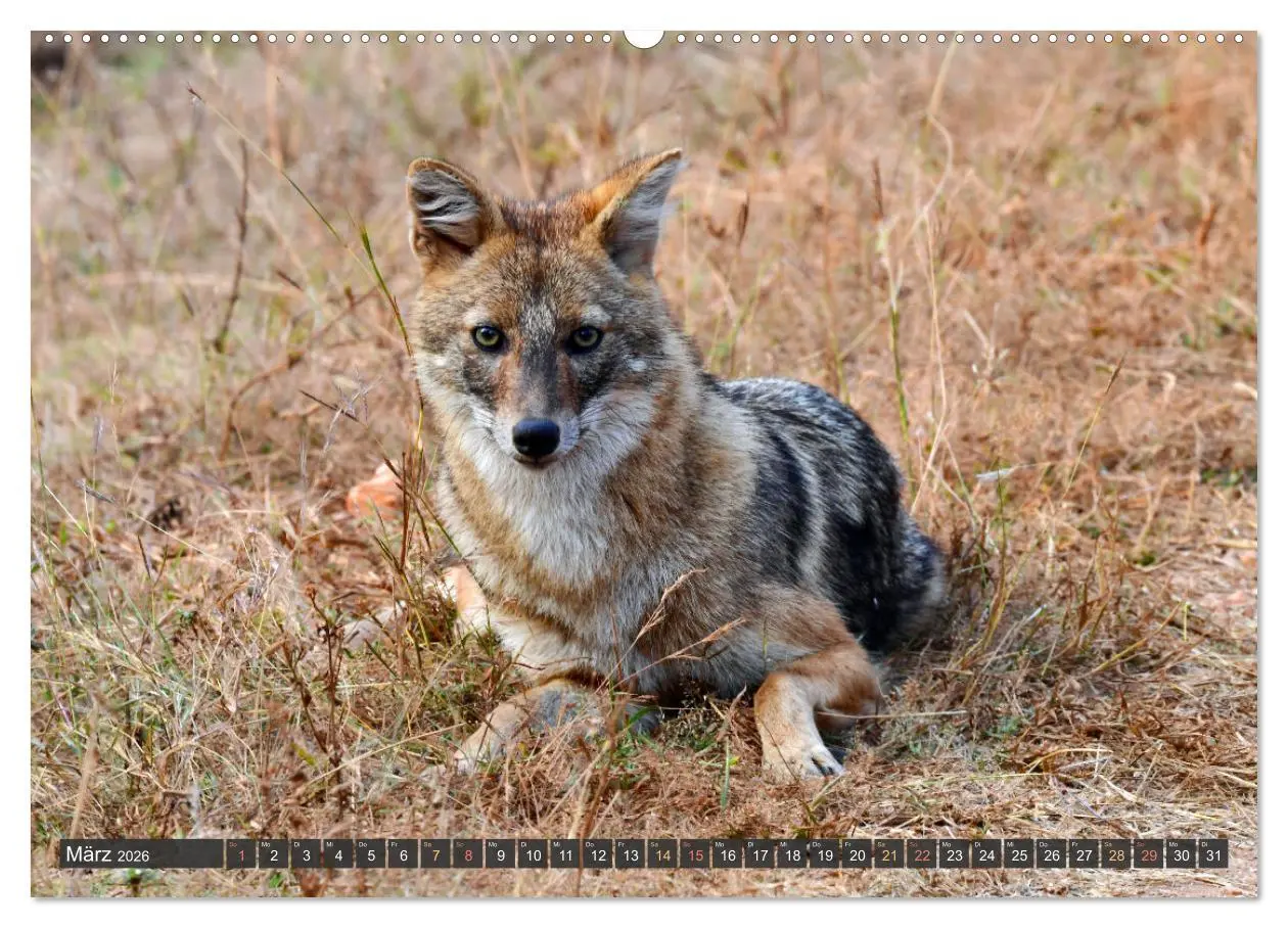 Bild: 9783457411902 | Tiere Indiens close up (Wandkalender 2026 DIN A2 quer), CALVENDO...