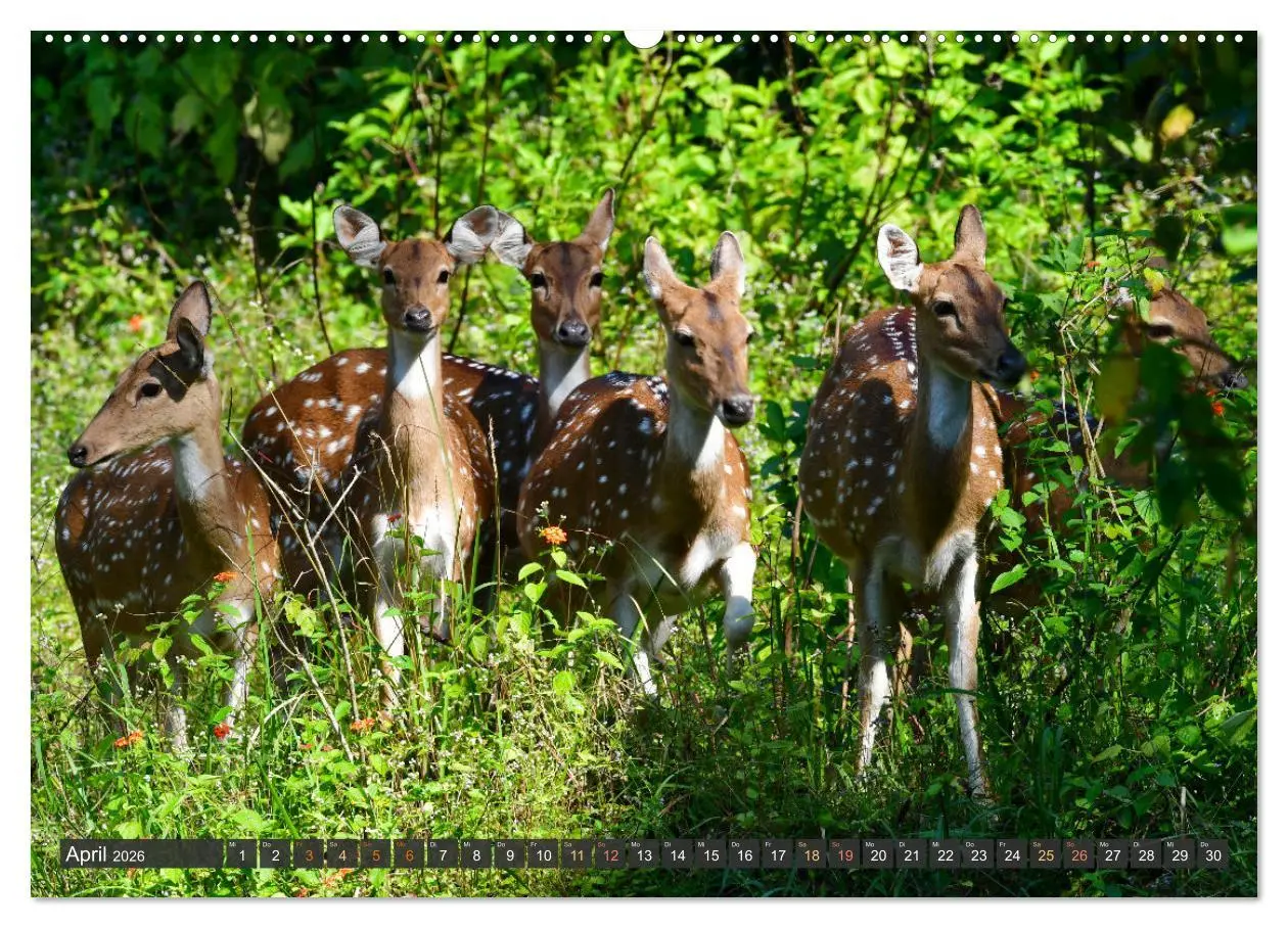 Bild: 9783457411902 | Tiere Indiens close up (Wandkalender 2026 DIN A2 quer), CALVENDO...