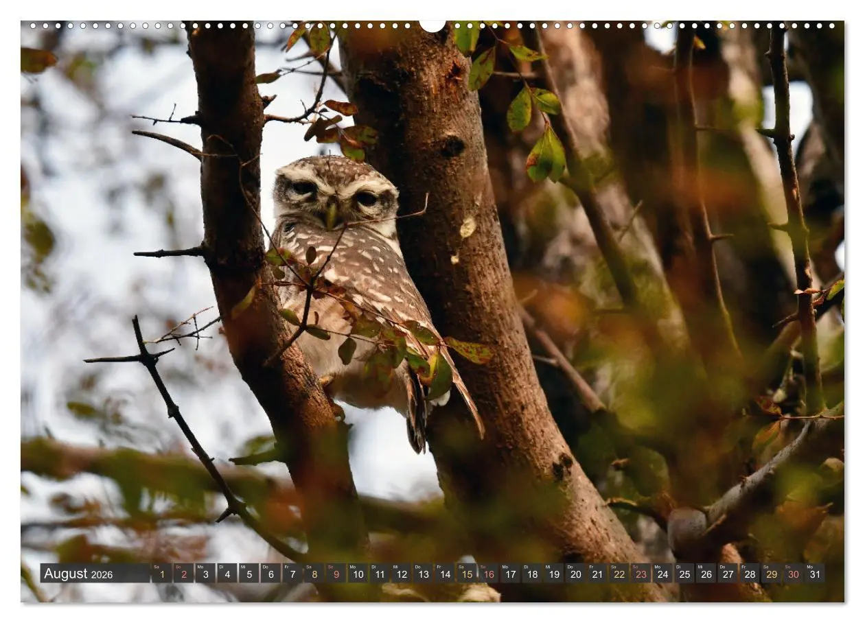 Bild: 9783457411902 | Tiere Indiens close up (Wandkalender 2026 DIN A2 quer), CALVENDO...