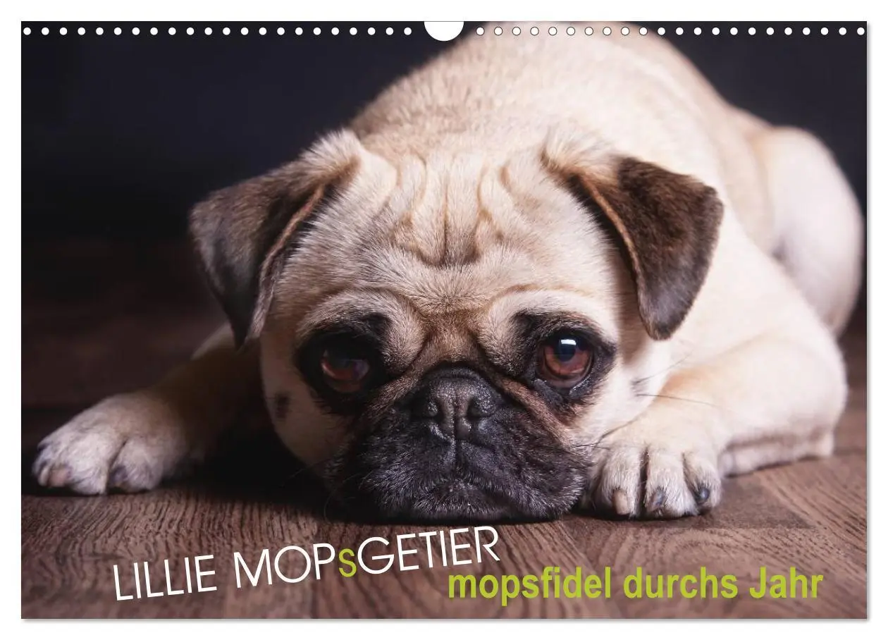 Cover: 9783457961902 | Lillie Mopsgetier - mopsfidel durchs Jahr (Wandkalender 2026 DIN A3...